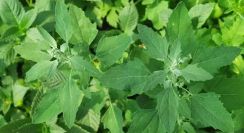 Sirken otunun bin bir faydası mevcut: Ağrıları keser, yemeklere lezzet verir…