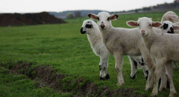 Sivas kurbanlık fiyatları ne kadar? 2022 Sivas büyükbaş, küçükbaş kurbanlık hisse fiyatları