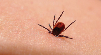 Sivas'ta kene alarmı! Her geçen gün ölü sayısı artıyor