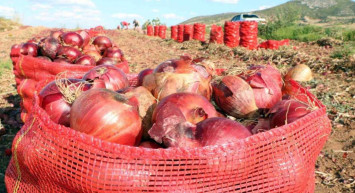 Soğan fiyatları 6-7 lira bandına geriledi: Ürünler tarlada kaldı