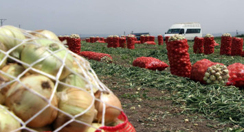 Soğan hasadının sonuna gelindi: Fiyatlar 4 liraya kadar düştü