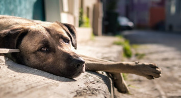 Sokak hayvanları düzenlemesi onaylandı: Cumhurbaşkanı Erdoğan’ın imzasıyla Resmi Gazete’de yayımlandı