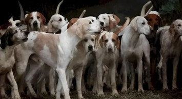 Sokak Hayvanları İçin Yeni Düzenleme: Cezalar 5 Bin TL'den 50 Bin TL'ye Çıkacak!