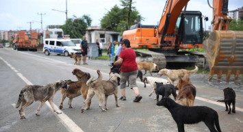 Sokak hayvanları uyutulacak mı? Sokak Hayvanlarını Koruma Yasası yürürlüğe girdi mi?