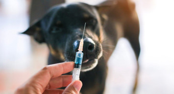 Sokak Hayvanları Yasası: Komisyonda Kabul Edilen İlk 3 Madde