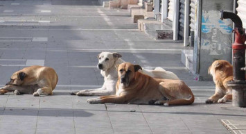 Sokak Köpeği Saldırısında İBB Tazminat Ödeyecek!