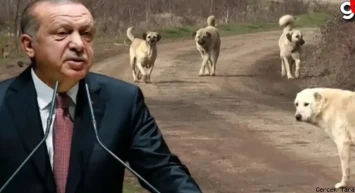 Sokak köpekleri tehlike saçıyor: Erdoğan'a sunulan rapor şok etti!