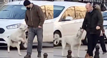 Sokak köpekleri yine rahat durmadı: Yoldan geçenleri tek tek ısırdı!