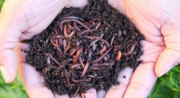 Solucan Gübresi Altın Değerinde!