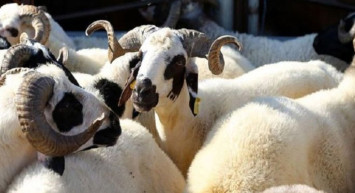 Son Dakika: Diyanet İşleri Başkanı Ali Erbaş Açıkladı! 2021 Vekaletle Kurban Kesim Bedeli Belli Oldu