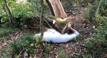 Son Dakika! Ağaç kesimi faciası: Bir kişi hayatını kaybetti