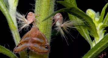 Son dakika! Vampir kelebek İstanbul'da görüldü! Vampir kelebek ne yapar? Zararlı mı zehirli mi?