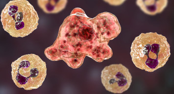 Son derece ölümcül beyin yiyen amip virüsü bir can aldı! 400 vaka tespit edildi!