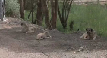 Su doldururken 13 başıboş köpeğin saldırısına uğradı: Yaşlı kadın ölümden döndü