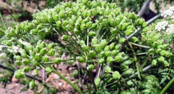 Sütleğen otu nedir, faydaları neler? Sütleğen otu nasıl kullanılır, neye iyi gelir? Sütleğen otu faydaları