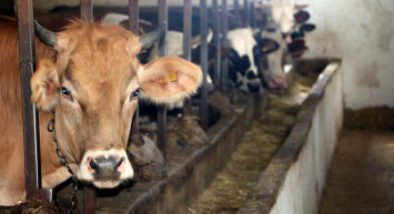 Taksitle kurbanlık alınır mı, taksitle kurban kesmek caiz mi? Diyanet'ten o soruya cevap