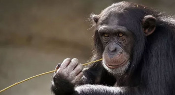 Tanzanya'da maymunlar dehşet saçtı: Bir aylık bebek hayatını kaybetti!