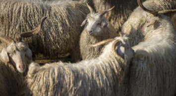 Tarım ve Orman Bakanı Duyurdu: Hayvancılık desteğinde yüzde 100'lük artış!
