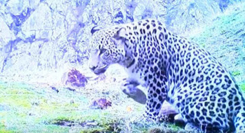 Tarım ve Orman Bakanı Vahit Kirişci açıkladı: Türkiye’de nesli tükendiği düşünülen Anadolu Leoparı tekrar görüldü!