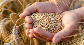 Tarım ve Orman Bakanlığı açıkladı: 2024 hububat alım fiyatları belli oldu