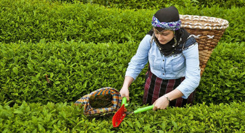 Tarım ve Orman Bakanlığı duyurdu: 2024 yılı yaş çay alım fiyatı belli oldu