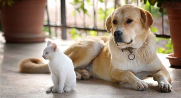 Tarım ve Orman Bakanlığı harekete geçti: Kedi ve köpek satışı yasaklandı!
