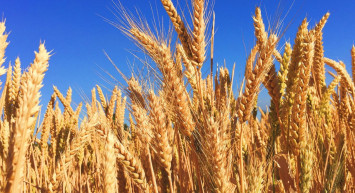 Tarım ve Orman Bakanlığı Hindistan'dan buğday ithal edildiğine dair iddialar hakkında açıklama yaptı!