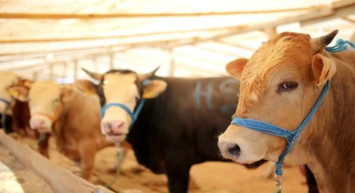 Tarım ve Orman Bakanlığı: Satılmayan Kurbanlıklar ESK Tarafından Alınacak