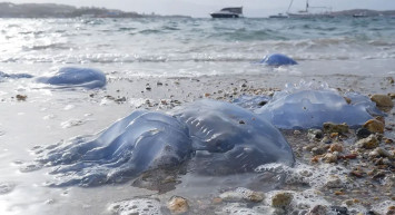 Tatilcilere denizanası uyarı: Vücudunuz tahriş olabilir!
