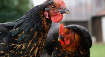 Tavuk eti fiyatlarındaki artışa Ticaret Bakanlığı müdahale ediyor! İşte alınan önlemler…