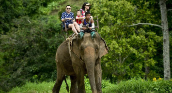 Tayland'da bir fil sahibini öldürdü