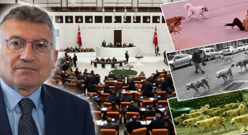 TBMM Tarım, Orman ve Köyişleri Komisyonu'nda Sahipsiz Sokak Hayvanları Kanun Teklifi Görüşmesi: Gergin Anlar Yaşandı