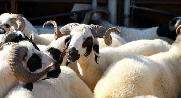 Tekirdağ kurbanlık fiyatları ne kadar? 2022 Tekirdağ büyükbaş, küçükbaş kurbanlık hisse fiyatları