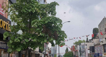 Tekirdağ'da arı istilası: Vatandaş kaçacak yer aradı!