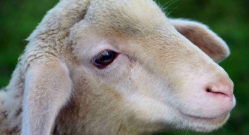 Temmuz 2022 Memur ve emekli maaşları bayramdan önce yatar mı? 2022 Kurban Bayramı öncesi maaş, ikramiye ödemeleri, evde bakım ve yaşlılık maaşı ödemeleri yatacak mı?