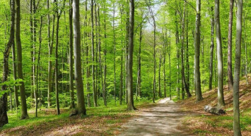 Temmuz 2022 ormanlık alanlara giriş yasak mı? Piknik yapmak yasak mı, hangi ormanlara giriş yasak? Kent ormanına giriş yasak mı, millet bahçeleri açık mı? Ormanlık alanlara giriş yasağı devam ediyor mu?