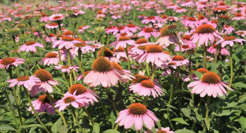 Tesadüfen gördükleri bitkiden yılda 180 bin lira gelir elde ediyorlar! Firmalar anlaşma yapmak için sıraya girdiler