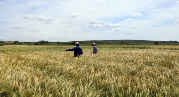 Tescillenmiş Arpa Çeşidi 'Yağmur' Çiftçinin Yüzünü Güldürüyor