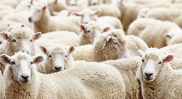 TESK internet üzerinden kurbanlık alacakları uyardı!