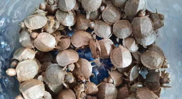 Ticaret Bakanlığı Gümrük Muhafaza ekipleri Sarp Sınır Kapısı’nda bin 100 adet su kaplumbağası ele geçirdi