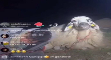 Tiktok dünyası bu olayla çalkalanıyor! Canlı yayın yapan çoban uyuyakaldı! 12 bin kişi canlı yayında koyunu izledi