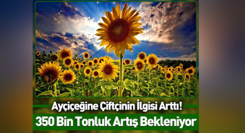 Çiftçiye verilen destekler işe yaradı: Ayçiçek yağı üretimi artacak!