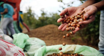 TMO fındık fiyatları belli oldu mu, ne zaman açıklanacak? 2023 Fındık taban fiyatı kaç TL olacak?