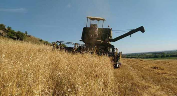 TMO Mart ayı hububat piyasası ne durumda? 8 Mart 2024 arpa, buğday ve mısır fiyatları kaç TL?