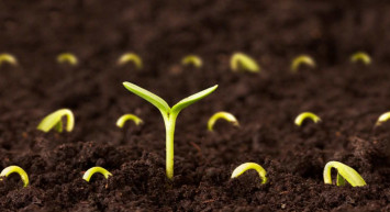 Tohum kredisi nasıl kullanılır? Devlet destekli tohum kredisi şartları nelerdir, hangi bankalar veriyor?