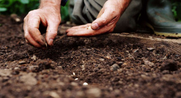Tohum nasıl çimlenir? Tohum karanlıkta çimlenir mi, neden?