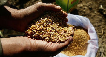 Tohum üreticilerin belediyelerden talebi: Yerli ve milli tohum dağıtın!