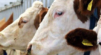 Tokat kurbanlık fiyatları ne kadar? 2022 Tokat büyükbaş, küçükbaş kurbanlık hisse fiyatları