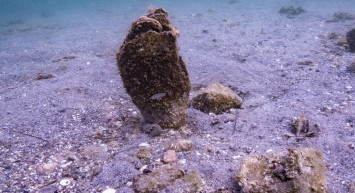 Toplu ölümlerin ardından Akdeniz’de yeniden pinalar görüldü
