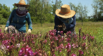 Topraktan altın çıkarıyorlar: Kilosu 2 bin TL’den satılıyor